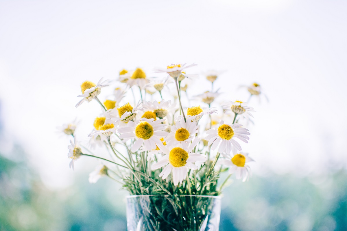 chamomile flowers.jpg